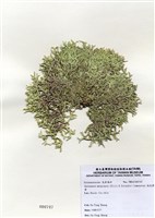 藏品(扁乳節藻)的圖片